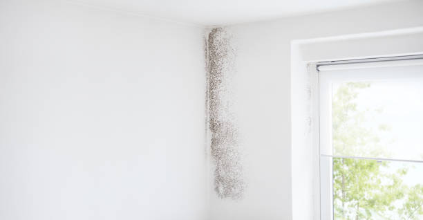 Mold Odor Removal Services in Miller, SD